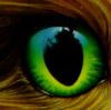   .:EAGLE:.